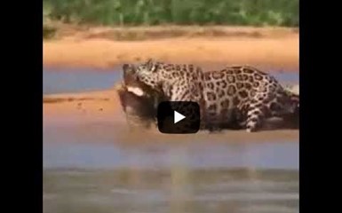 Леопард решил пообедать крокодилом