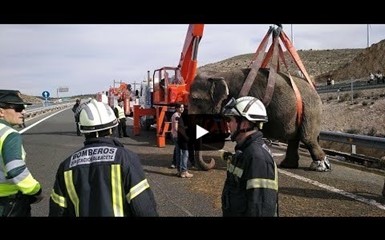 Грузовик со слонами опрокинулся в Испании