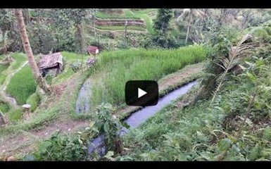 Бали. Рисовые террасы