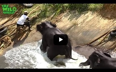 Спасение слонов попало на видео