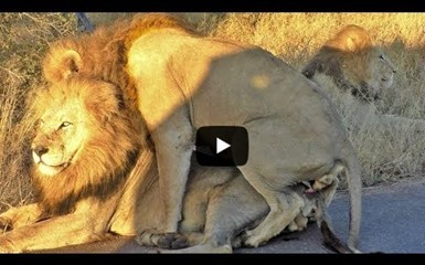 Львы – Геи взорвали интернет