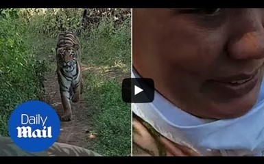 Тигр преследует туристов в автобусе с открытым верхом