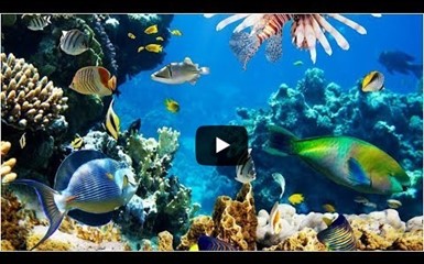 Подводный мир Индийского океана