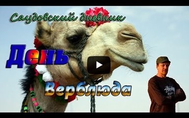 День Верблюда - Ежегодный верблюжий фестиваль им. Короля Абдулазиза