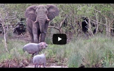 Разборки Слона и трех Бегемотов попали на видео