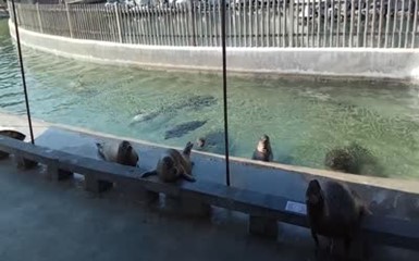 Весёлые морские львы в парке Пенлая