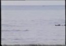 дОллфины на пляже, реально