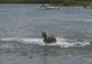 Медведи ловят рыбу на Камчатке