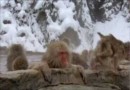 Дикая природа Японии. Снежные обезьяны.