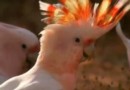 Самые красивые попугаи Австралии