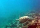 Филиппины: подводный мир