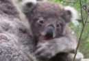 Малыш коалы первый раз пытается поесть