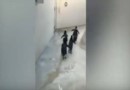 Пингвины совершают массовый побег