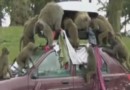 Бабуины в британском парке грабят туристов