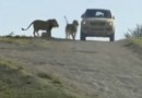 Топ-5 нападений львов на машины с туристами