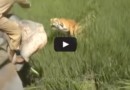 Индийский тигр атакует погонщика слонов