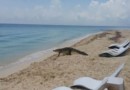 Крокодил вызвал панику на мексиканском пляже