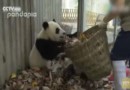 Панды доводят служителя зоопарка