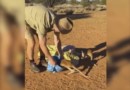 Мастер-класс: как ловить кенгуру