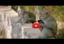Почему же обезьяны обкрадывают туристов