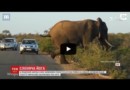 Слон сделал зарядку на дороге