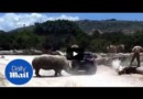 Носорог напал на автомобиль в Мексике 