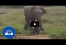 Попытка загипнотизировать слона закончилась смертью 
