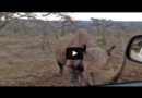 Разъяренный носорог атакует машину с туристами 