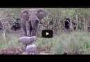 Разборки Слона и трех Бегемотов попали на видео