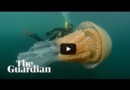 Медуза – монстр наводит ужас на побережье Великобритании