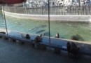 Весёлые морские львы в парке Пенлая