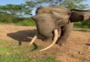 Туристы кормят слонов на Шри-Ланке