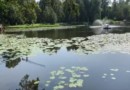 Парк города Зеленоградска