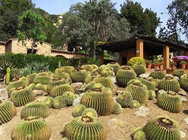 Кактусовый сад Пинья-де-Роса