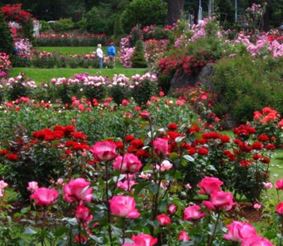 Розовый сад (Международный парк исследования роз)
