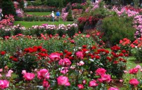 Розовый сад (Международный парк исследования роз)