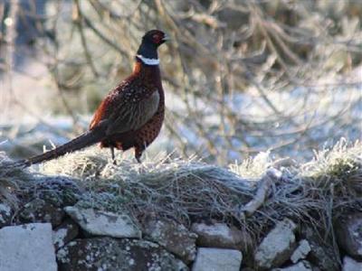 Barcaldine Castle Bed and Breakfast Oban