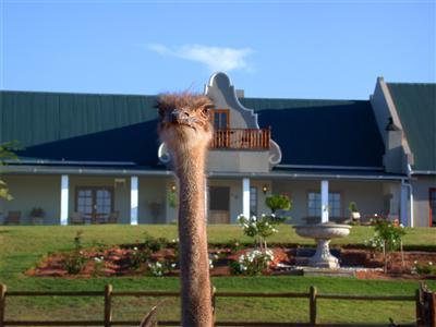 Mooiplaas Guesthouse Oudtshoorn