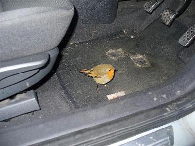 The Park Resort Wick (England)