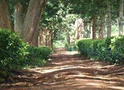 Chawani Bungalow Thyolo