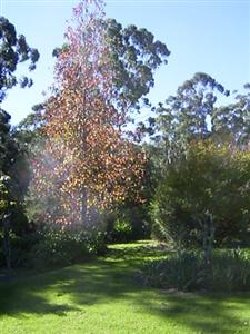 Milton Country Cottages (NSW)