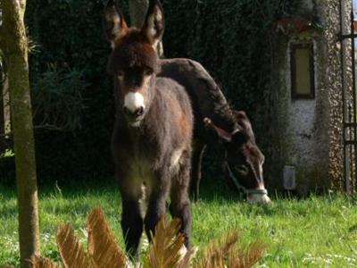 Dreamers Bed & Breakfast Lucca