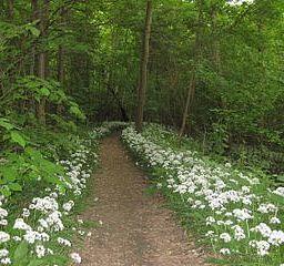 Hotel Le Moulin De La Wantzenau