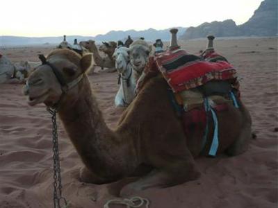 Captain's Desert Camp Wadi Rum