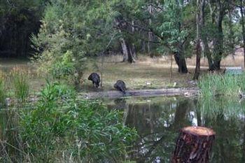 Marwood Villas Halls Gap