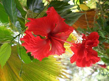 The Cooks Oasis Holiday Villas Rarotonga