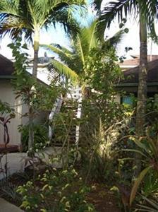 The Cooks Oasis Holiday Villas Rarotonga