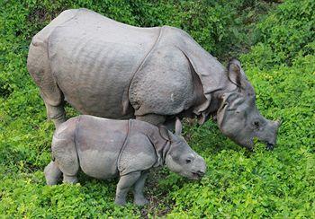 Rhino Lodge and Hotel