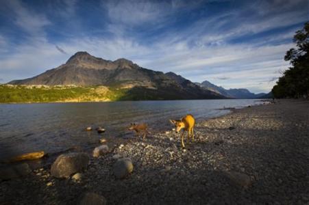 Bayshore Inn Waterton Park