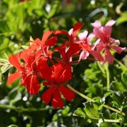 Les Geraniums Le Barroux